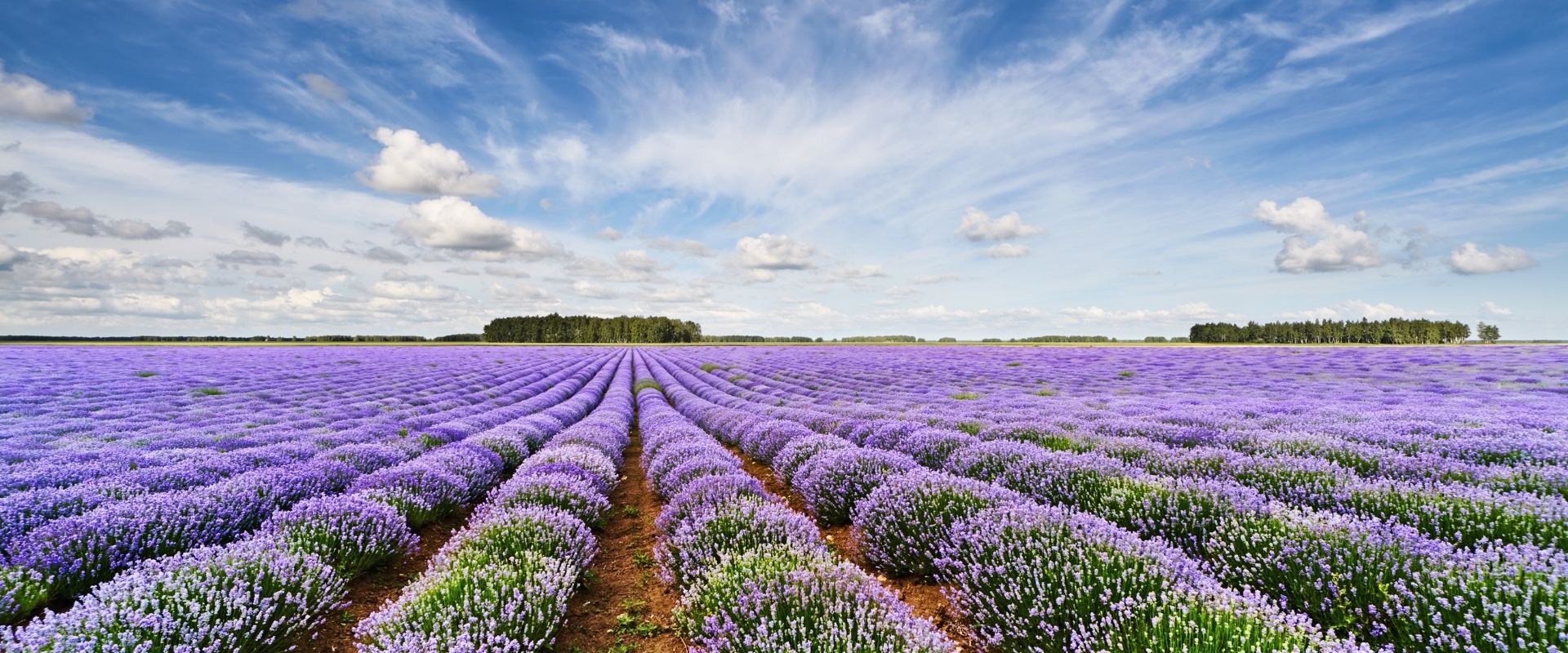 camping a vendre en nature